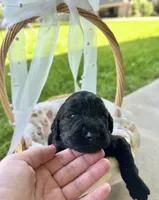 Bo, a male Labradoodle for sale in Lafayette, LA – 5 of 8