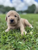 Sadie , a female Labradoodle for sale in Lafayette, LA – 2 of 4