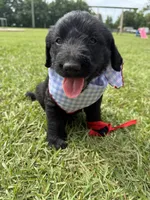 Bo, a male Labradoodle for sale in Lafayette, LA – 7 of 8