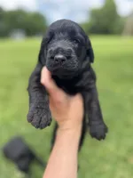 Bo, a male Labradoodle for sale in Lafayette, LA – 6 of 8