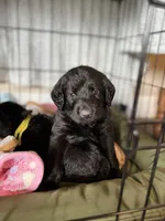 Knox , a male Labradoodle for sale in Lafayette, LA – 2 of 6