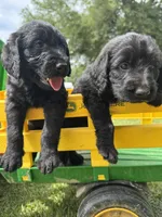 Knox , a male Labradoodle for sale in Lafayette, LA – 5 of 6