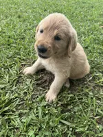 Sadie , a female Labradoodle for sale in Lafayette, LA – 4 of 4