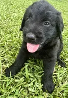 Millie , a female Labradoodle for sale in Lafayette, LA – 1 of 5
