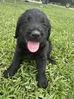 Millie , a female Labradoodle for sale in Lafayette, LA – 3 of 5