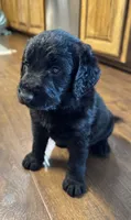 Millie , a female Labradoodle for sale in Lafayette, LA – 2 of 5
