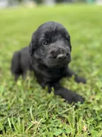 Bo, a male Labradoodle for sale in Lafayette, LA – 3 of 8