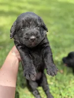 Skye , a female Labradoodle for sale in Lafayette, LA – 3 of 6