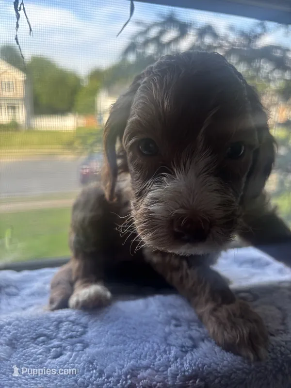 Ivy – Goldendoodle puppy for sale in Rising Sun, MD