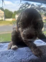 Ivy, a female Goldendoodle for sale in Rising Sun, MD – 1 of 2