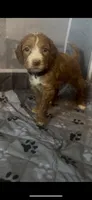 Ivy, a female Goldendoodle for sale in Rising Sun, MD – 2 of 2