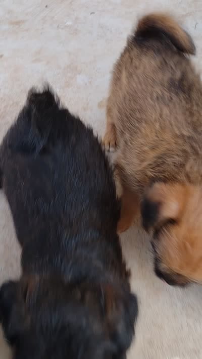 Facility video