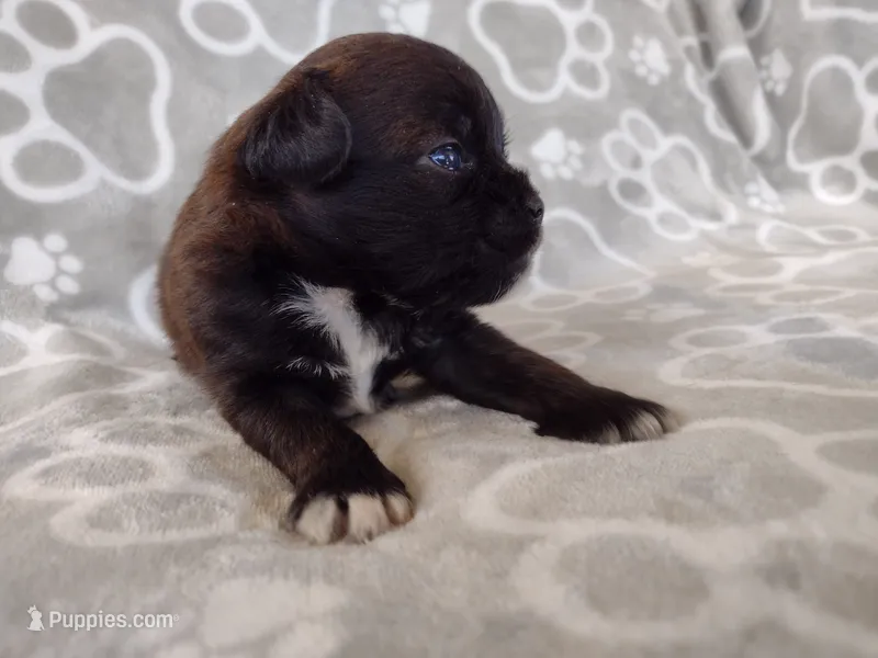 Luna – Pugapoo puppy for sale in Coolidge, AZ