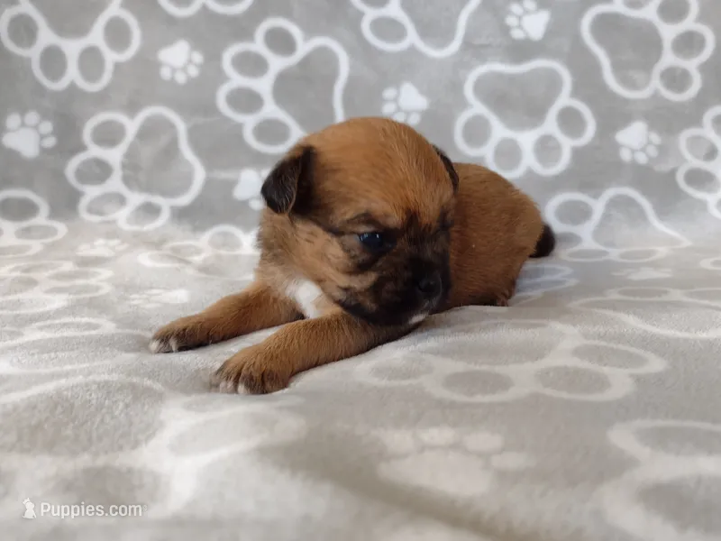Bruno – Pugapoo puppy for sale in Coolidge, AZ
