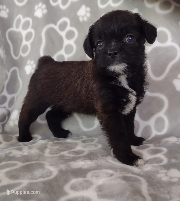 Luna – Pugapoo puppy for sale in Coolidge, AZ