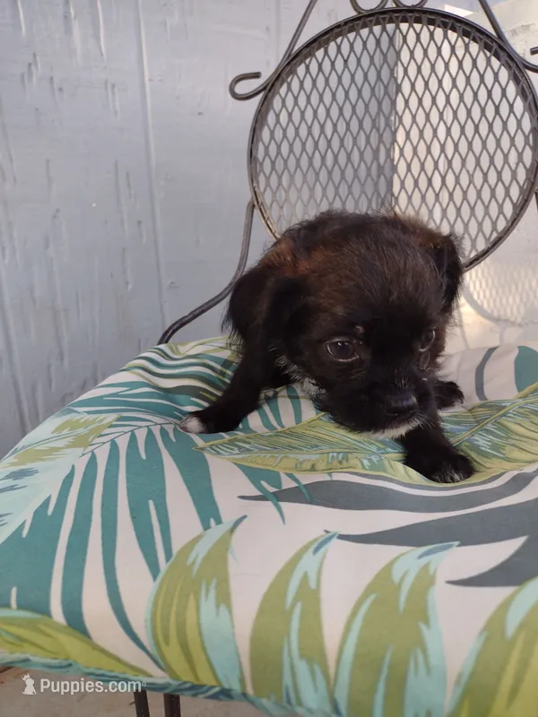 Dos – Pugapoo puppy for sale in Coolidge, AZ