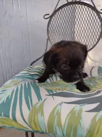 Dos, a male Pugapoo for sale in Coolidge, AZ – 1 of 10