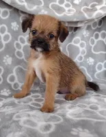 Bruno, a male Pugapoo for sale in Coolidge, AZ – 5 of 9