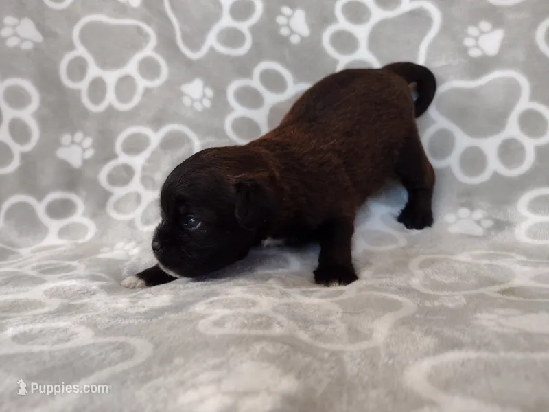 Dos – Pugapoo puppy for sale in Coolidge, AZ