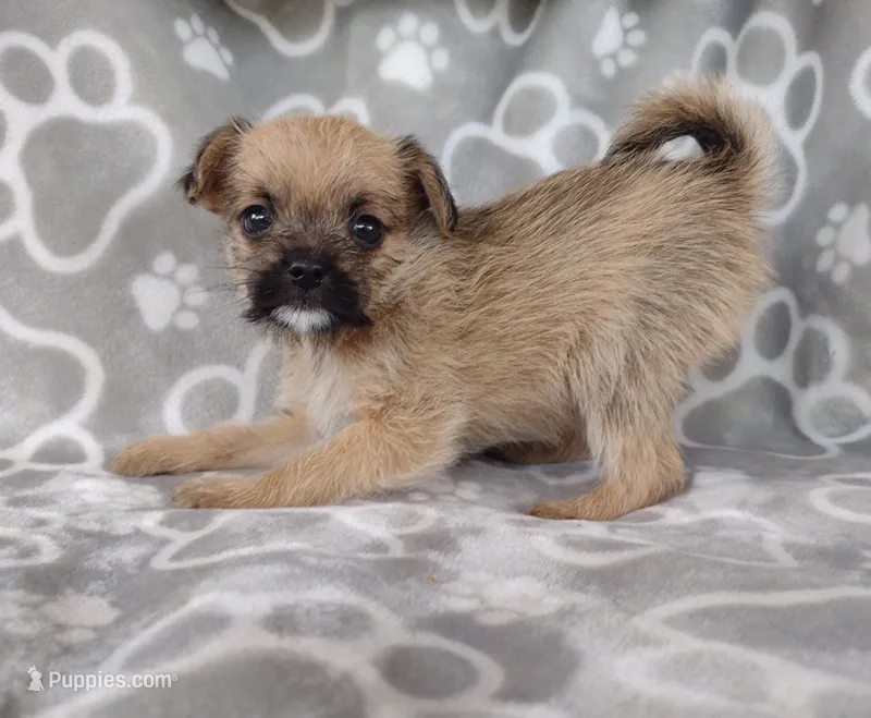 Uno – Pugapoo puppy for sale in Coolidge, AZ