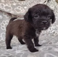 Luna, a female Pugapoo for sale in Coolidge, AZ – 10 of 10