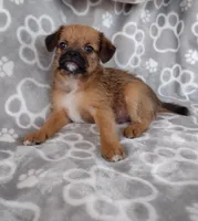 Bruno, a male Pugapoo for sale in Coolidge, AZ – 4 of 9