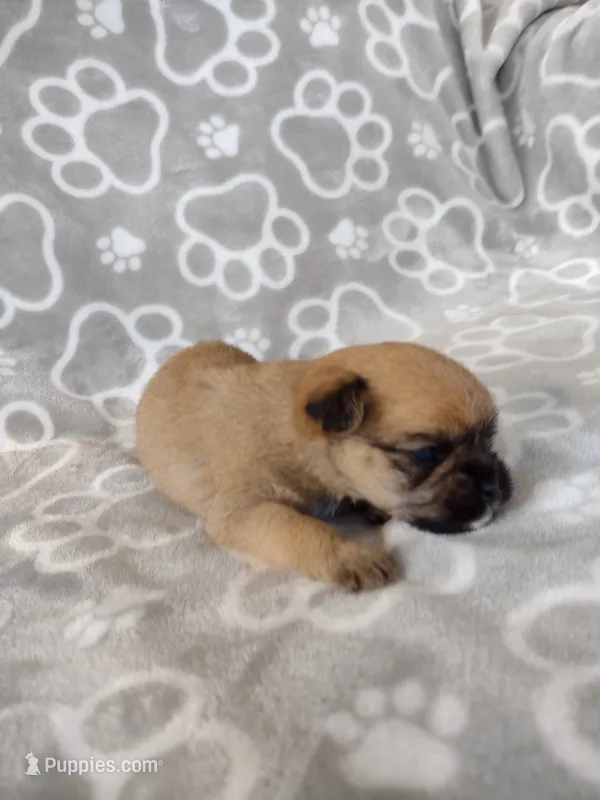 Uno – Pugapoo puppy for sale in Coolidge, AZ