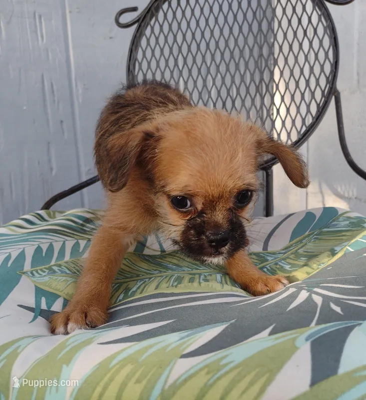 Bruno – Pugapoo puppy for sale in Coolidge, AZ
