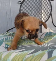 Bruno, a male Pugapoo for sale in Coolidge, AZ – 1 of 9