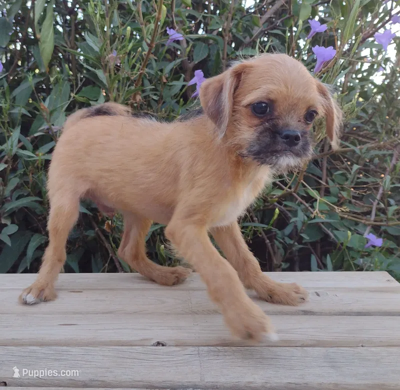 Bruno – Pugapoo puppy for sale in Coolidge, AZ