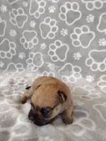 Uno, a male Pugapoo for sale in Coolidge, AZ – 2 of 5