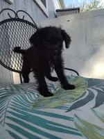 Luna, a female Pugapoo for sale in Coolidge, AZ – 1 of 10