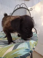 Dos, a male Pugapoo for sale in Coolidge, AZ – 4 of 10