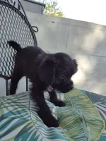 Luna, a female Pugapoo for sale in Coolidge, AZ – 3 of 10