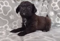 Luna, a female Pugapoo for sale in Coolidge, AZ – 5 of 10