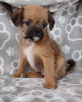 Bruno, a male Pugapoo for sale in Coolidge, AZ – 3 of 9