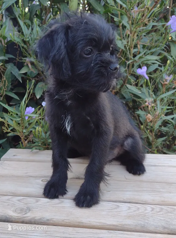 Luna – Pugapoo puppy for sale in Coolidge, AZ