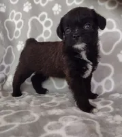 Dos, a male Pugapoo for sale in Coolidge, AZ – 10 of 10