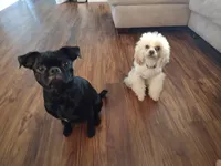 Luna, a female Pugapoo for sale in Coolidge, AZ – 3 of 5