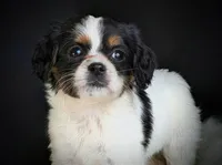 Peanut , a female Aussalier for sale in Pennock, MN – Photo 4 of 6