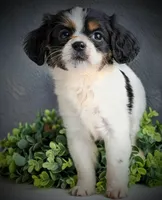 Peanut , a female Aussalier for sale in Pennock, MN – Photo 6 of 6