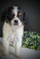 Peanut , a female Aussalier for sale in Pennock, MN – Photo 3 of 6