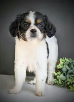 Peanut , a female Aussalier for sale in Pennock, MN – Photo 5 of 6