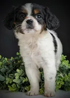 Peanut , a female Aussalier for sale in Pennock, MN – Photo 2 of 6