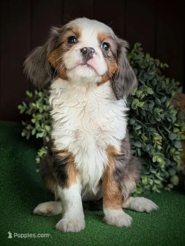 Abby – Aussalier puppy for sale in Pennock, MN