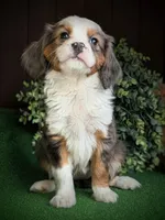 Abby, a female Aussalier for sale in Pennock, MN – Photo 1 of 3