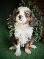 Abby, a female Aussalier for sale in Pennock, MN – Photo 2 of 3