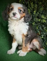 Abby, a female Aussalier for sale in Pennock, MN – Photo 3 of 3