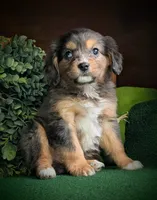 Athena , a female Aussalier for sale in Pennock, MN – Photo 3 of 5