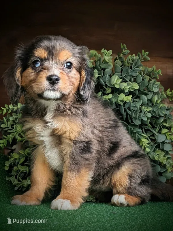 Athena  – Aussalier puppy for sale in Pennock, MN